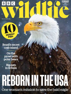BBC WILDLIFE